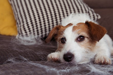 FURRY JACK RUSSELL DOG, SHEDDING HAIR DURING MOLT SEASON RELAXING ON SOFA FURNITURE.