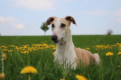 beautiful galgo is lying in a field of dandelions in the park Billede på lærred