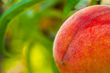 Canvas Print - ripe peach fruits hanging on branch