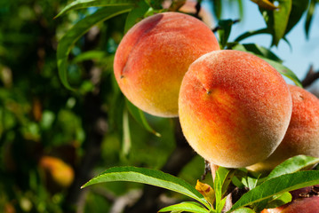 Canvas Print - ripe peach fruits hanging on branch