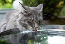 Young Blue Tabby Maine Coon Kitten Drinking Water Outdoors From A Metal Bowl Sticking Out Tongue