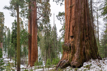 Sequoia National Park in California. The park is notable for its giant sequoia trees. USA