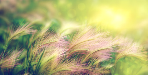 Wall Mural - Grass in the meadow in soft light. Natural grass panorama in spring and summer. Violet, green and yellow shades on the grass. Natural background for design.