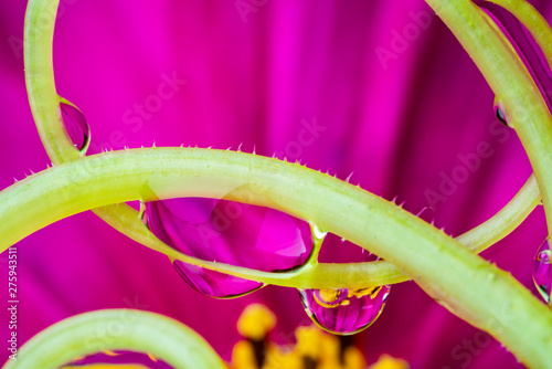 dewy flower in the detail - macro photo