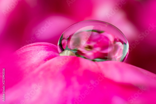 dewy flower in the detail - macro photo
