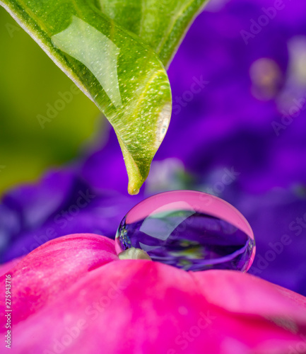 dewy flower in the detail - macro photo