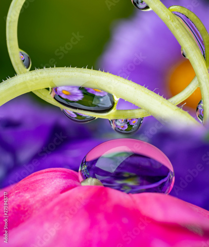 dewy flower in the detail - macro photo