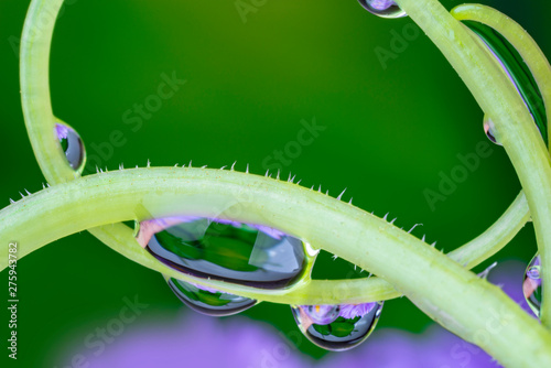 dewy flower in the detail - macro photo