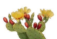 Cactus Flowers And Young Fruit, Indian Fig. Isolated On White. Opuntia Ficus Indica.