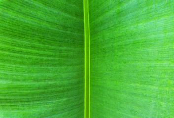 Wall Mural - Fresh green banana leaf nature texture background from banana plant.