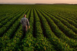 Leinwandbild Motiv Rear view of senior farmer standing in soybean field examining crop at sunset,