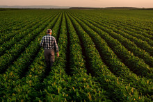 Rear View Of Senior Farmer Standing In Soybean Field Examining Crop At Sunset,