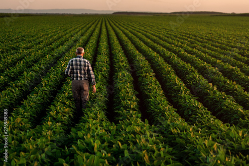 Fotomural Rear view of senior farmer standing in soybean field examining crop at sunset