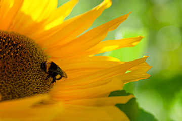 Detail view of bumble bee sitting into big yellow sunflower on blurred green background, colorful sunny macro scene or landscape