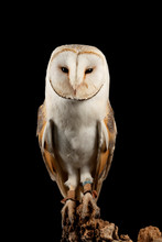 Stunning Portrait Of Snowy Owl Bubo Scandiacus In Studio Setting Isolated On Black Background With Dramatic Lighting