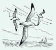 Three wandering albatrosses diomedea exulans flying over sailing ship, after antique engraving from early 20th century