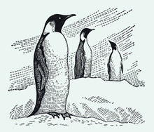 Three Emperor Penguins Aptenodytes Forsteri Standing In Snowy Landscape. Illustration After Antique Engraving From Early 20th Century