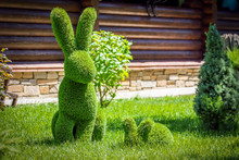 Rabbits Created From Bushes At Green Animals. Topiary Gardens