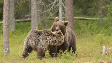 Wall Mural - Two young bears playing in the Finnish bog near the Russian border