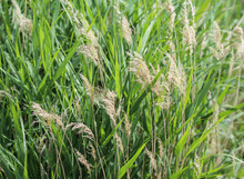 Common Reed Or Phragmites Australis Along A Ditch