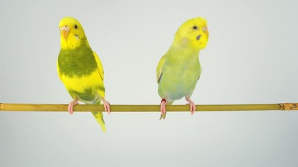 Wall Mural - Two wavy parrots are sitting on a stick on a white background