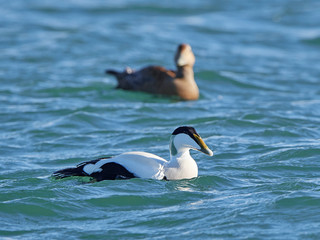 Wall Mural - Common eider (Somateria mollissima) in its natural habitat in Denmark