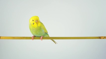 Wall Mural - The wavy parrot sits on a stick on a white background