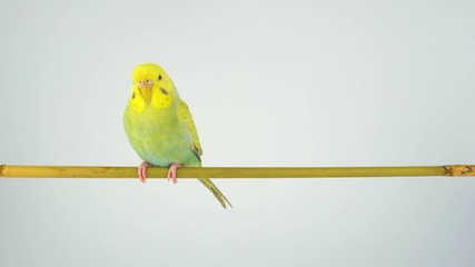 Wall Mural - The wavy parrot sits on a stick on a white background