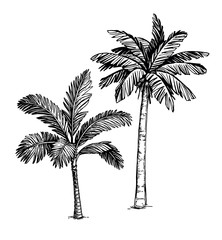 Canvas Print - ink sketch of palm trees.
