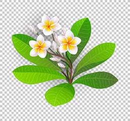 Canvas Print - vector illustration of blooming plumeria.