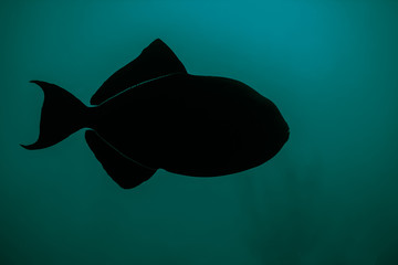 Wall Mural - Silhouette of a lone black durgon in the beautiful waters of the Caribbean.