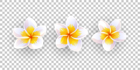 Canvas Print - vector illustration of plumeria flowers.