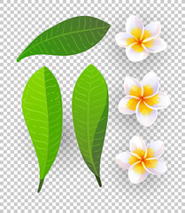 Canvas Print - vector illustration of plumeria flowers