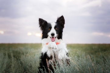 border collie dog cute funny portrait at sunset in magical lights