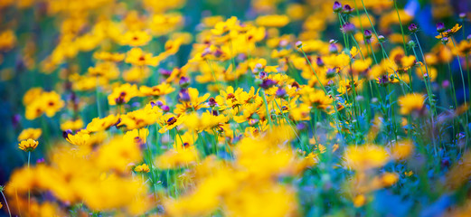 Wall Mural - Blooming yellow and purple sulfur cosmos flower in springtime.