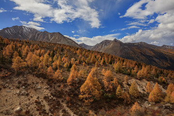 Wall Mural - Fall Autumn Colors, Trees, Colorful Yellow Leaves, Golden and Red Leaves, Colorful Forest. Beautiful assortment of colorful trees, blue sky and sunshine. Layers of trees, background graphic