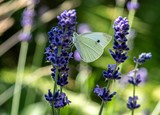 Fototapeta Lawenda - motyl bielinek na kwiatach lawendy