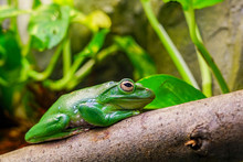 Dennys Giant Tree Frog Posing In Profile