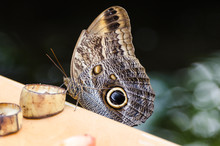 Giant Owl Butterfly Sitting On Wooden Board, Eating A Banana