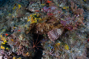 Wall Mural - A Yellowline Arrow Crab and several Pederson Cleaner Shrimp are busy cleaning a very well camouflaged Spotted Scorpionfish on a coral reef off the coast of Grenada, West Indies.