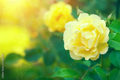 Roses. Beautiful yellow climbing rose blooming in summer garden. Yellow Roses...