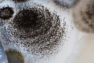 Wall Mural - An extreme close up view of black spores in a petri dish inside a science lab. Copy space on the right.