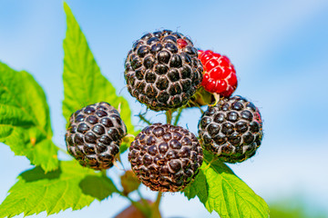 Bunch of ripe blackberries on a Bush