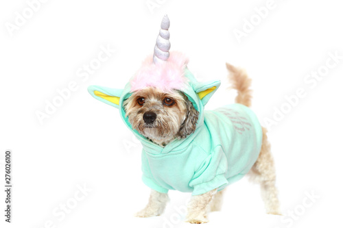 Cute Little Dog Dressed In Unicorn Costume White Background Buy