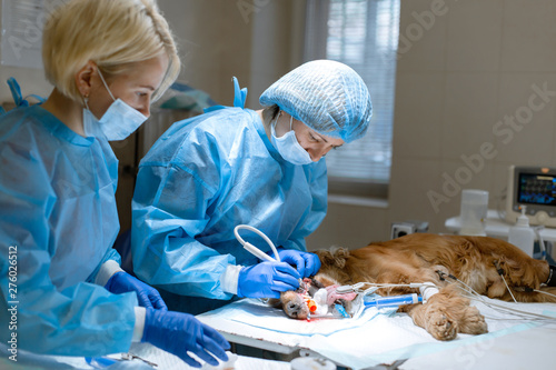 Fototapeta na szkło Veterinary dentistry. Dentist surgeon veterinarian with an assistant cleans and treats the dog's teeth under anesthesia on the operating table in a veterinary clinic. Sanitation of the oral cavity in