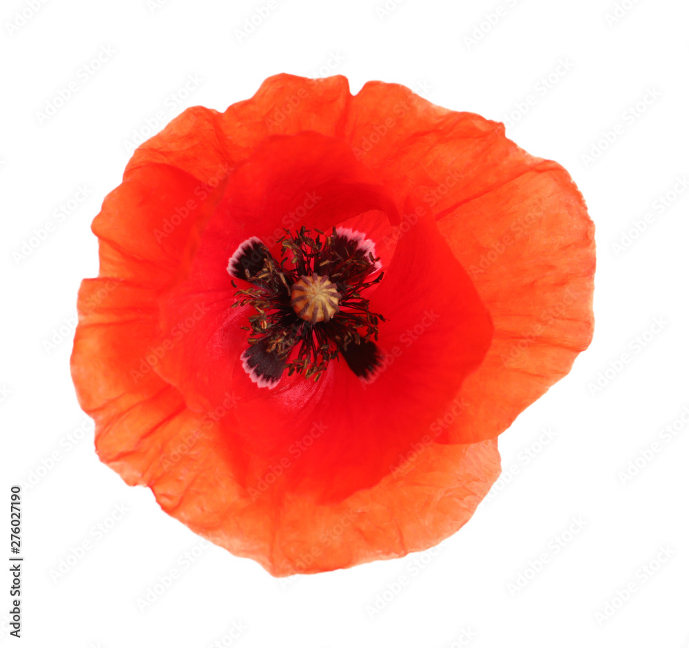 Fresh red poppy flower isolated on white, top view - obrazy, fototapety, plakaty 
