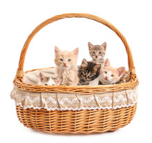 Cute Funny Kittens In Basket On White Background