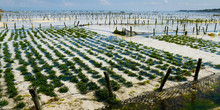  Sea Weed Plantation 