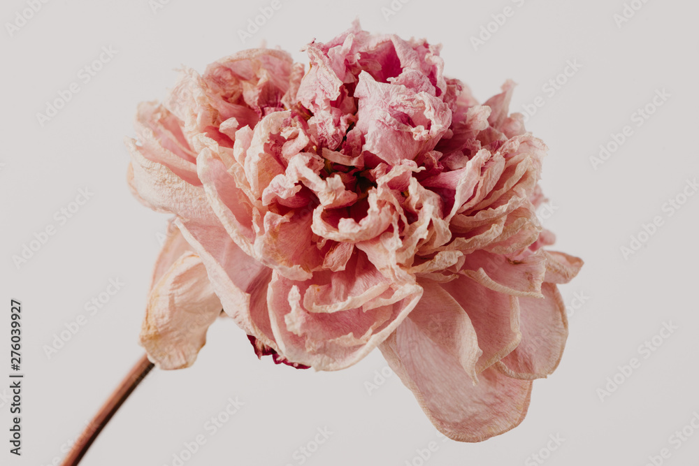 Beautiful wilted pink peony on white background. Studio shot - obrazy, fototapety, plakaty 