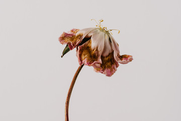 Beautiful wilted pink peony on white background. Studio shot